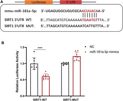 Antisense Oligonucleotide-Based Therapy on miR-181a-5p Alleviates Cartilage Degradation of Temporomandibular Joint Osteoarthritis via Promoting SIRT1